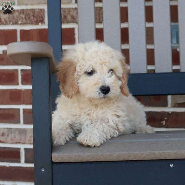 Gina, Mini Goldendoodle Puppy